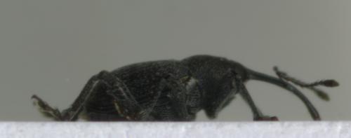 Réf. 203 629 : Curculio vicetinus